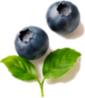 Dekorative Beeren