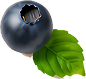 Dekorative Beeren