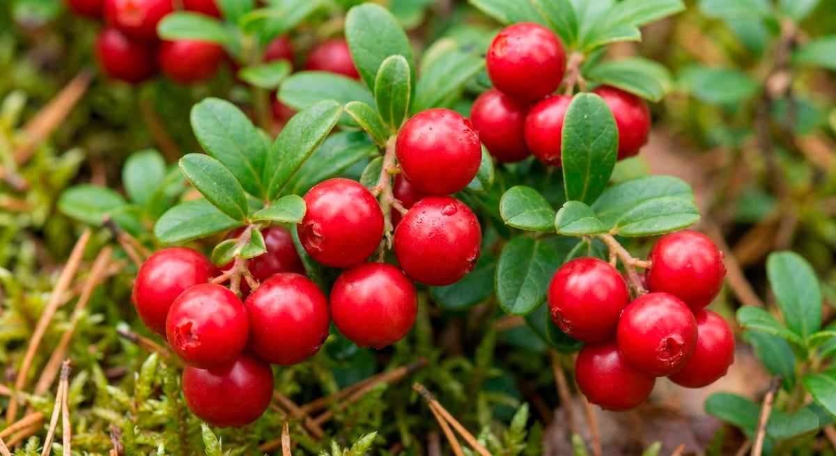 Leuchtend rote, wilde Preiselbeeren (Vaccinium vitis-idaea) im Wald