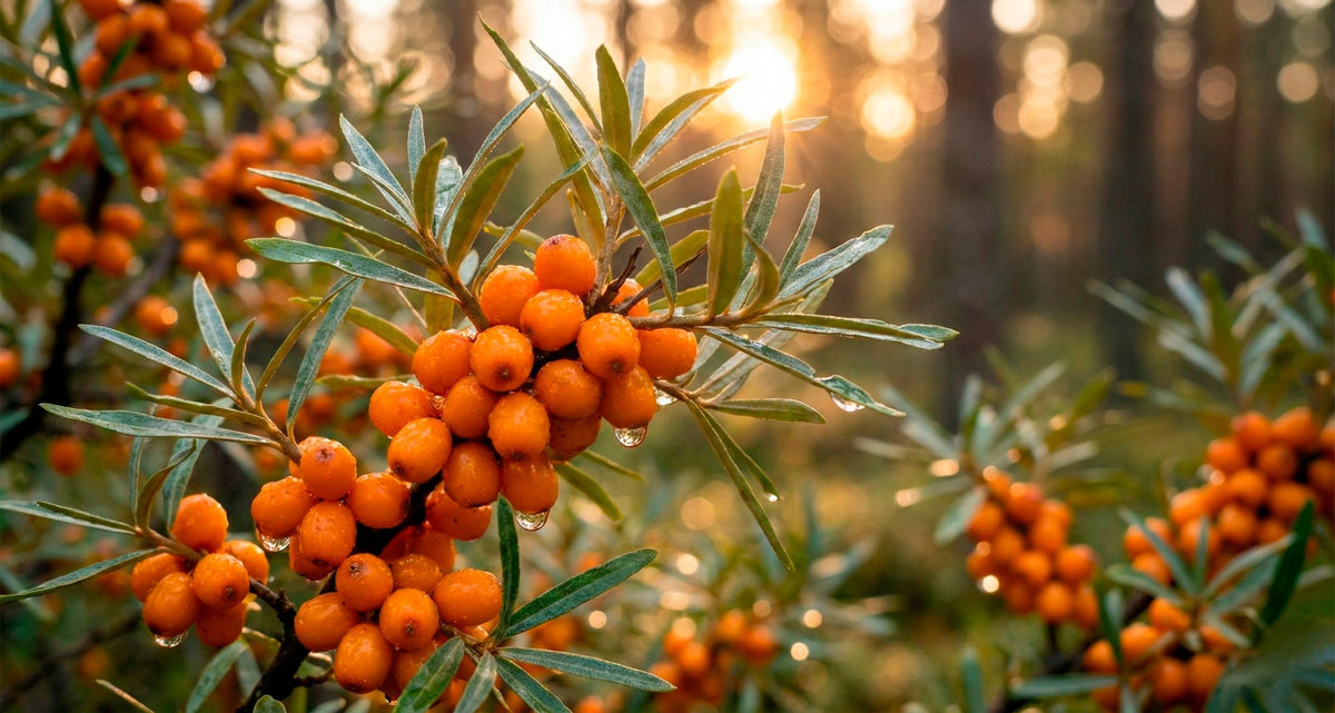 Ein dorniger Strauch mit leuchtenden, wilden Sanddornbeeren