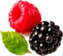 Dekorative Beeren